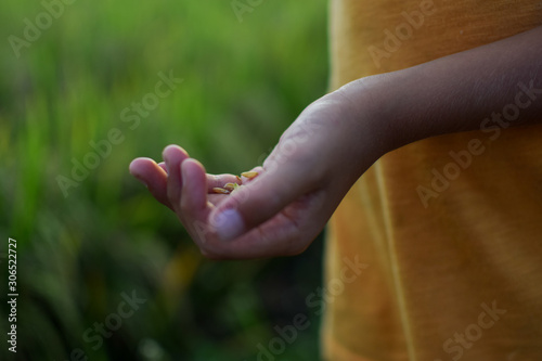 Child holding rice seeds
