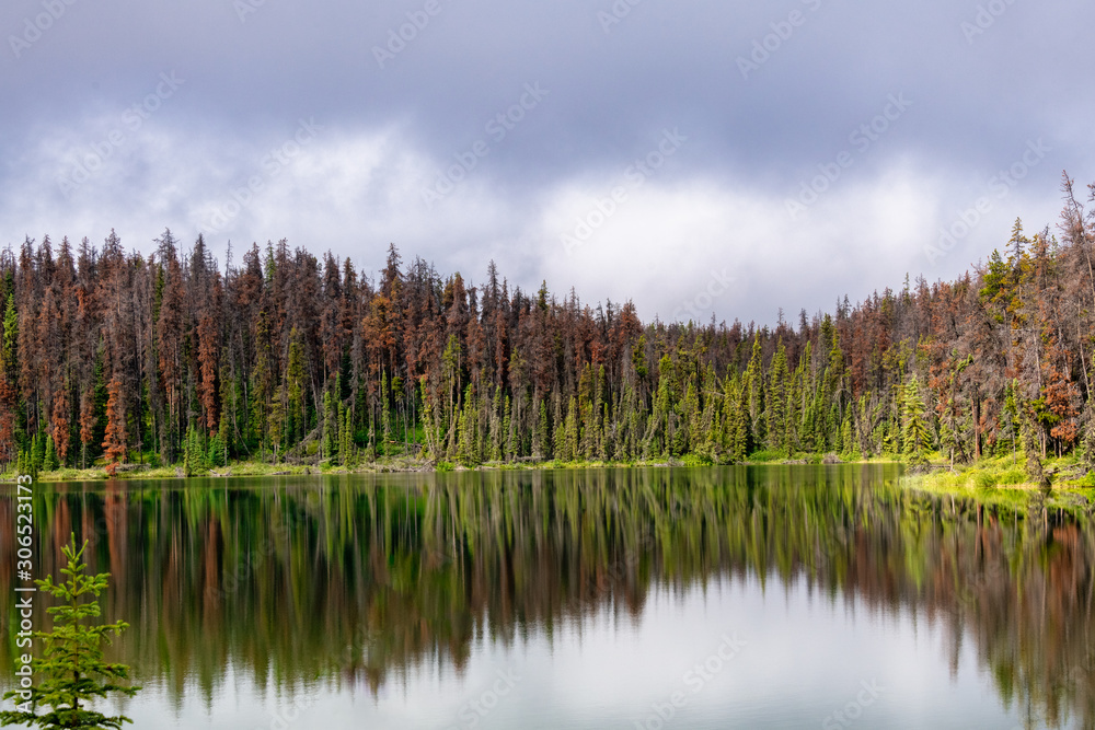 Fototapeta premium landscape with trees reflecting in lake and blue sky