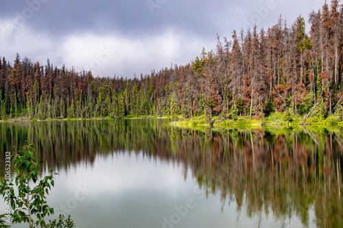 reflection of trees in water Jasper National Park 