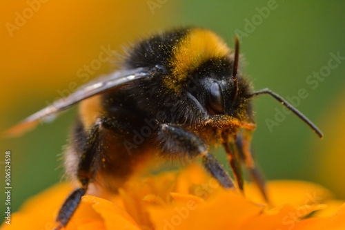 Bumblebee on orange Marigold flower, macro photo. Shallow depth of field, bokeh and soft focus. Pollen on bee's legs. Sunny summer day. Green background