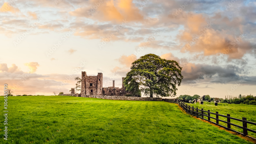 Ruins of old, 12th century Bective Abbey, large green tree on side and grazing cattle on green field. Dramatic sky at sunset. Count Meath, Ireland