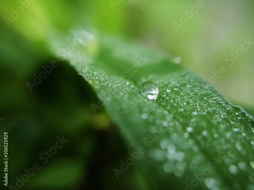 Natural waterdrops on leaf