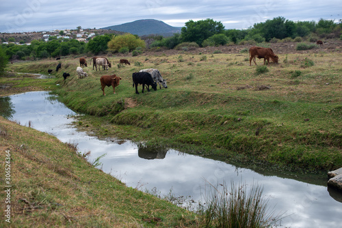 Cattle grazing along embarkment with river stream running through © rushay