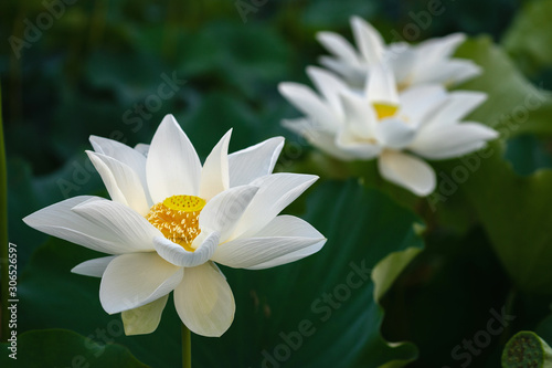 Beautiful lotus leaf near the pond, pure natural background, red lotus, lotus flower on the water surface and dark green watery leaves.