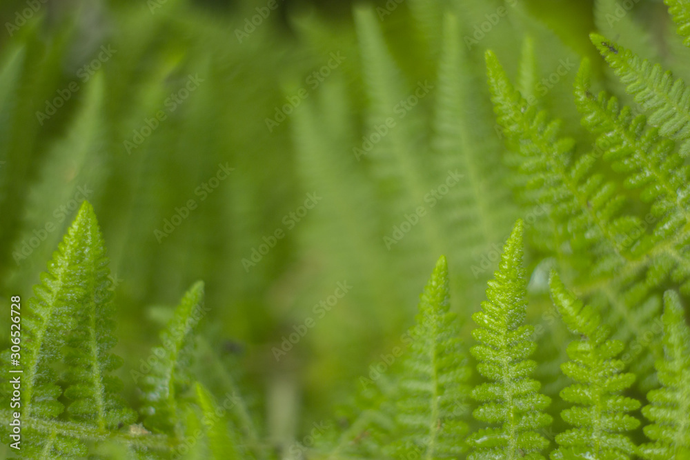 Closeup nature view of green leaf on blurred greenery background in garden with copy space using as background natural green plants landscape, ecology, fresh wallpaper concept, slective focus . Closeup nature view of green leaf on blurred greenery background in garden with copy space using as background natural green plants landscape, ecology, fresh wallpaper concept, slective focus .