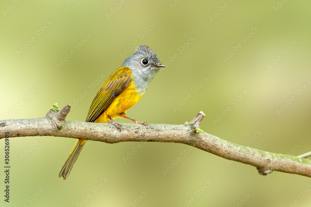 Grey heaed canary flycatcher perched on a tree Grey heaed canary flycatcher perched on a tree
