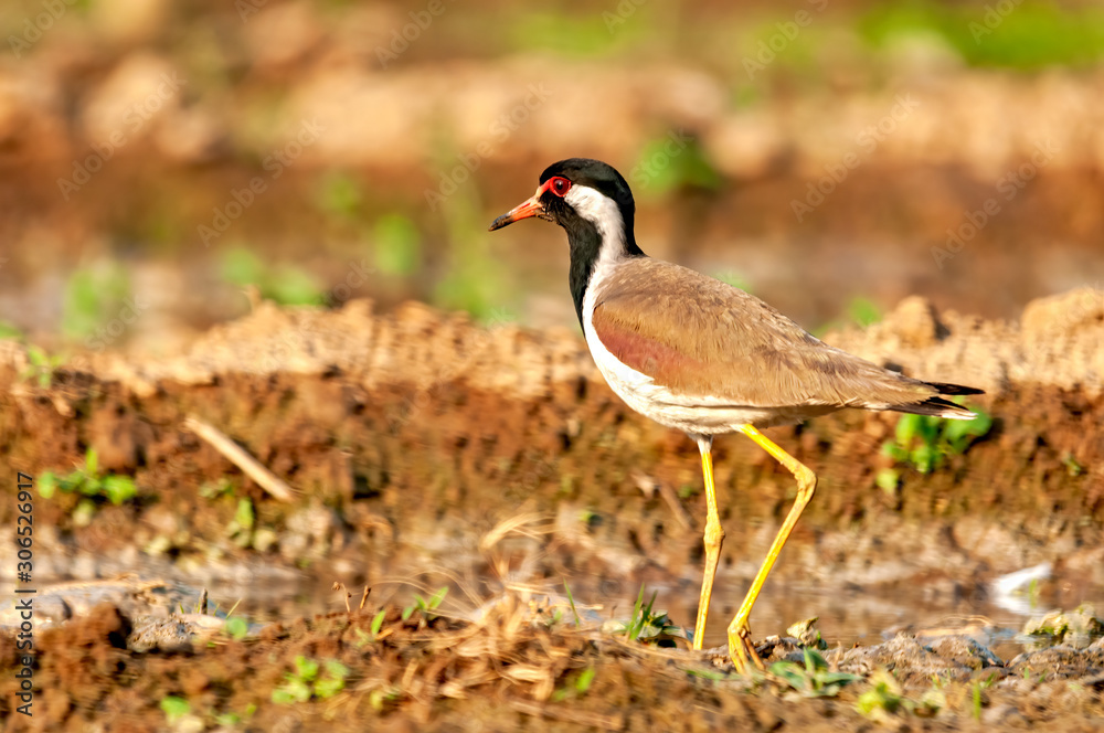 A red wattled lapwing in a field in golden light A red wattled lapwing in a field in golden light