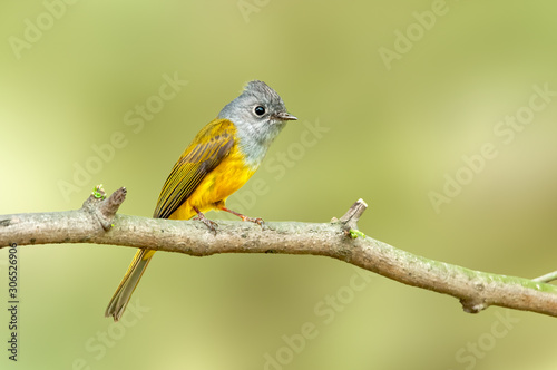 Grey heaed canary flycatcher perched on a tree