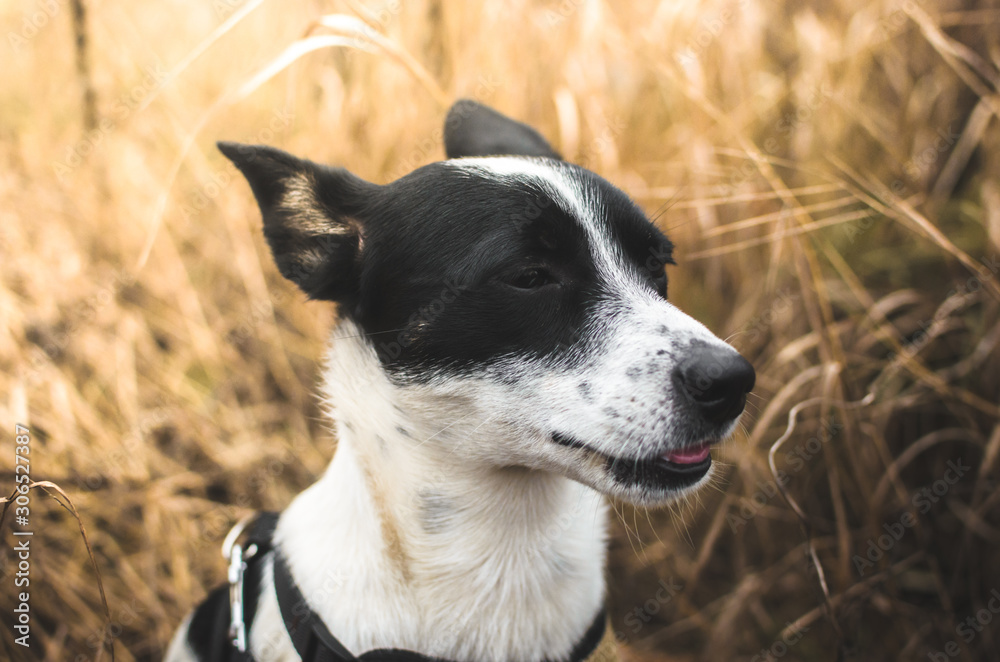 Basenji dog is enjoying in the yellow field in profile, portrait photo Basenji dog is enjoying in the yellow field in profile, portrait photo