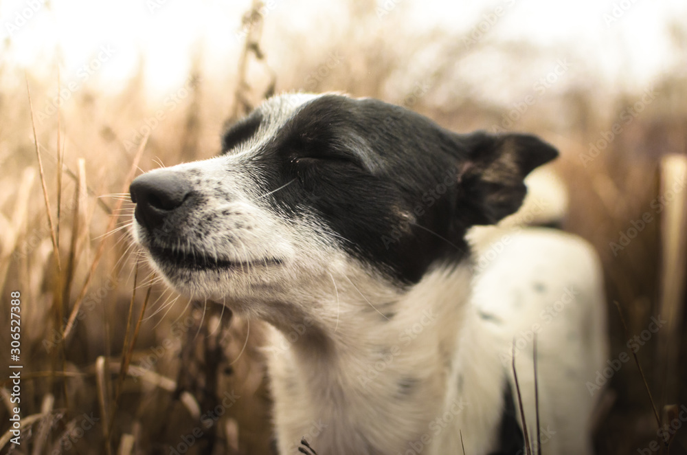 Basenji dog is enjoying in the yellow field in profile, portrait photo