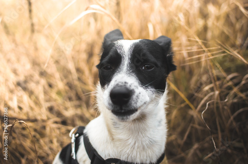 Basenji dog is enjoying in the yellow field in profile, portrait photo
