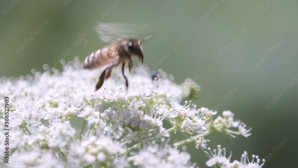 Bee Taking Flight: slow-mo Bee Taking Flight: slow-mo