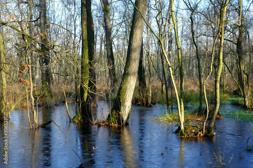 Fototapeta Naklejka Na Ścianę i Meble -  Bäume stehen im Hochwasser