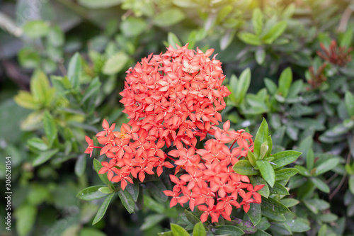 Red Ixora flower with sunlight in the garden on blur nature background.