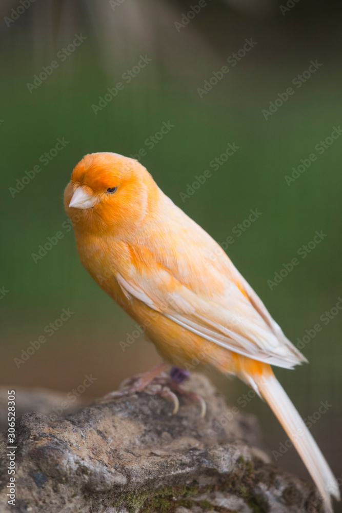 Light Orange Bird Stock Photo | Adobe Stock