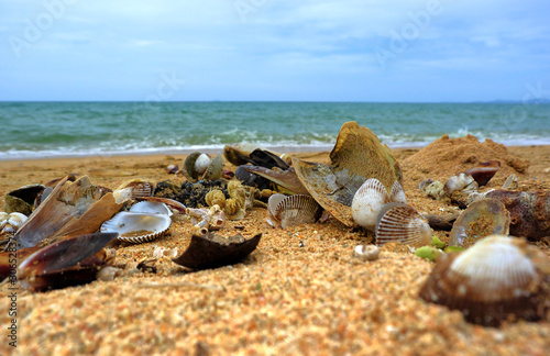 Seashore with shells