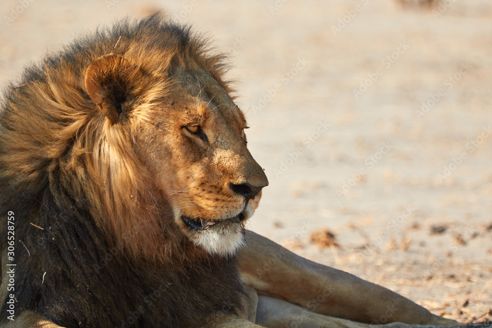 The majestic Kalahari Lion, Botswana