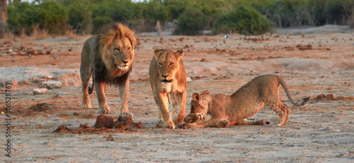Pride of Savuti lions  Botswana