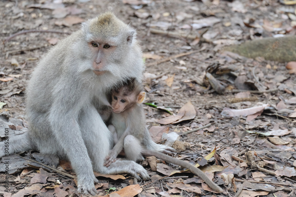 A cute monkey family lives in a natural forest of Bali, Indonesia - mother with baby. A cute monkey family lives in a natural forest of Bali, Indonesia - mother with baby.