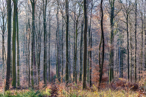  path with spectacular shadow in the Taunus forest near Glashuetten at the Feldberg area