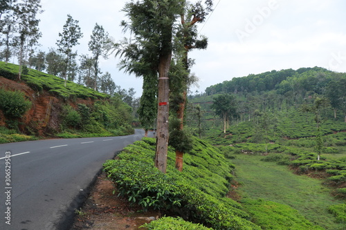 Tea plantation Nilgiris