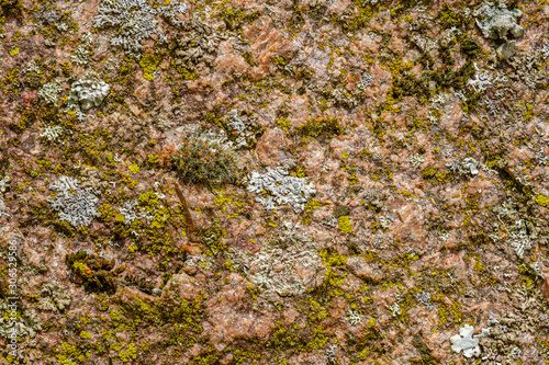 Lichen and mossy texture pattern background on a rock