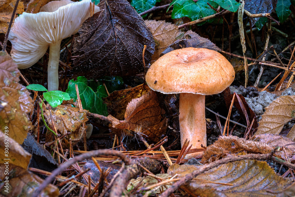 White parasol mushroom and an orange brown in the forest White parasol mushroom and an orange brown in the forest