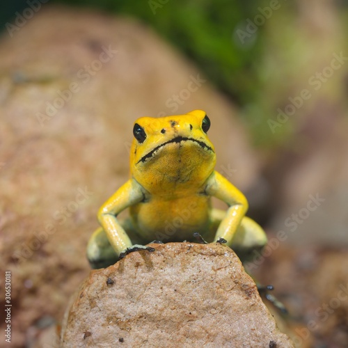 Golden Poison Arrow Frog (Phyllobates terribilis) in natural rainforest environment. Colourful bright yellow tropical frog. photo