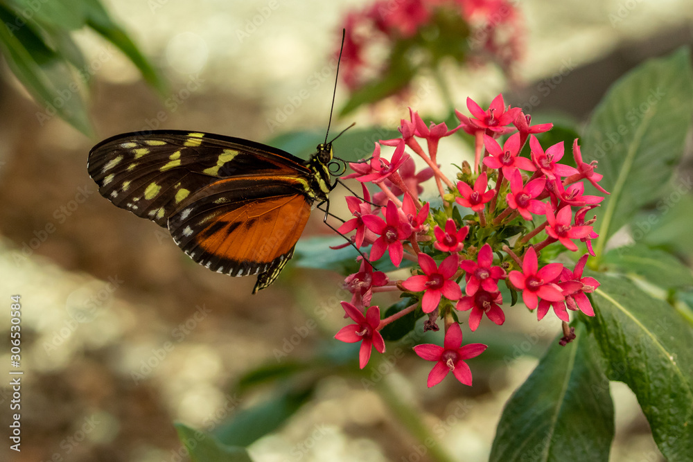 A Tiger Lonwing Butterfly feeds on pink flowers in a butterfly conservatory. A Tiger Lonwing Butterfly feeds on pink flowers in a butterfly conservatory.