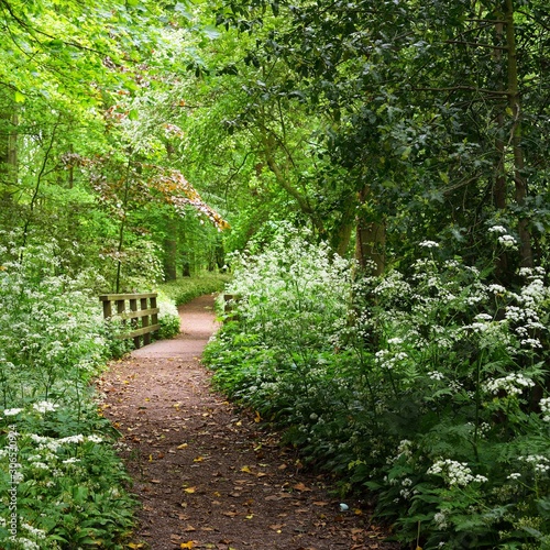 Walkway in Stochemhoeve forest park in the Netherlands photo