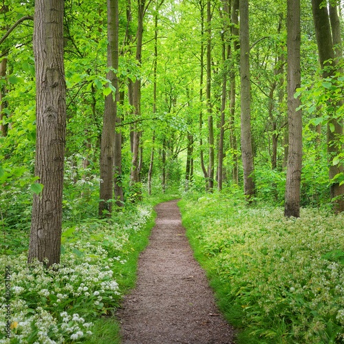 Walkway in Stochemhoeve forest park in the Netherlands photo