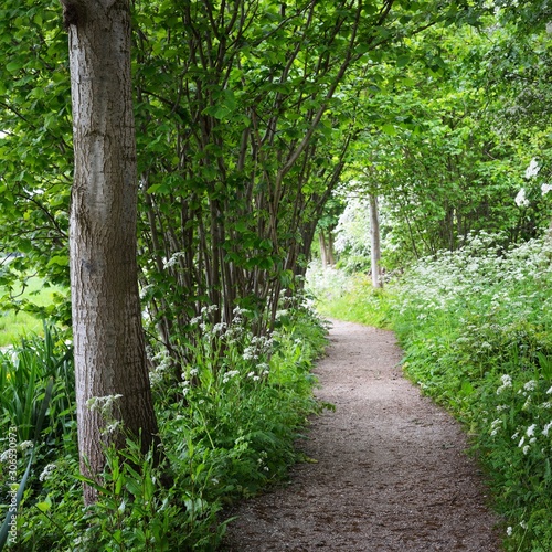 Walkway in Stochemhoeve forest park in the Netherlands photo