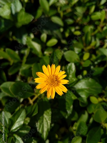 yellow flower on green background of grass