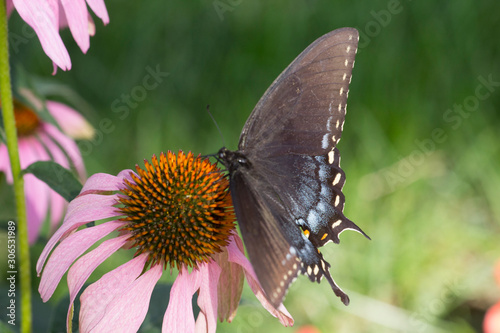 Eastern Black Swallowtail Butterfly (Papilio polyxenes) on Coneflower photo