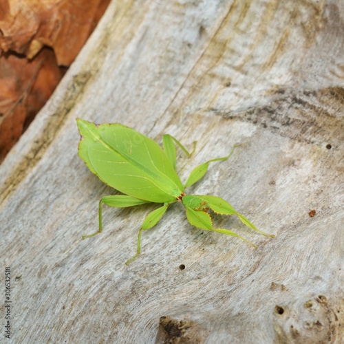 Two green leaflike stick-insects Phyllium giganteum interacting on a tree trunk in natural environment photo