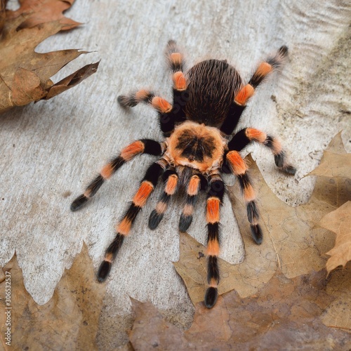 Birdeater tarantula spider Brachypelma smithi in natural forest environment. Bright orange colourful giant arachnid. photo