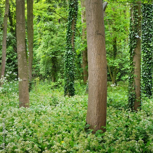 Stochemhoeve forest park in the Netherlands photo