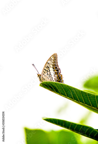 Schmetterling in Mumbai / Indien