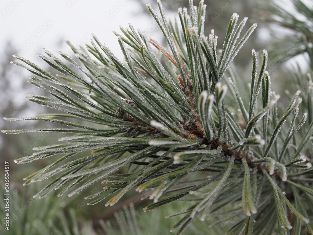 pine branch with long needles and a cone in the frost. pine branch with long needles and a cone in the frost.
