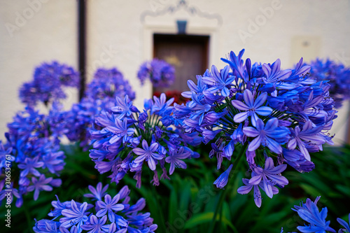 Agapanthus flower, lilies of the nile in a garden in munich photo