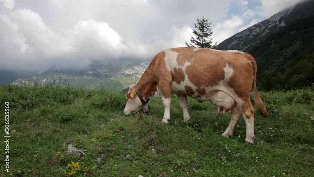Cows grazing in the Slovenian mountains Cows grazing in the Slovenian mountains