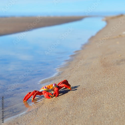 Colourful red crab toy on a beach photo