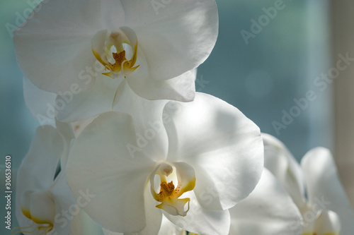 Phalaenopsis orchid