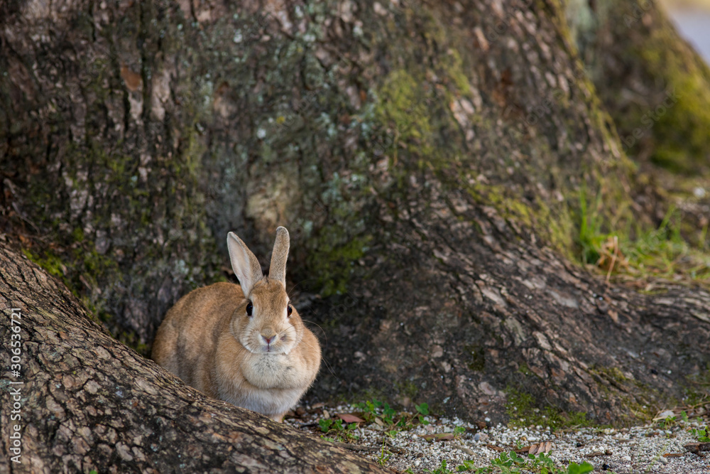 Obraz premium 秋の公園にいる可愛いウサギ