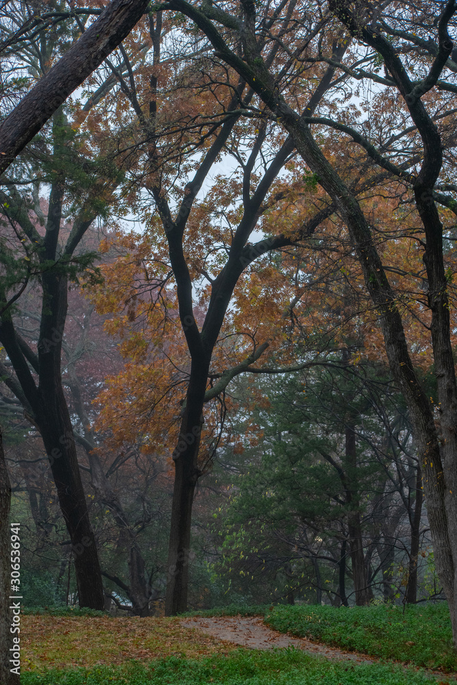 fall trees with fog in nature 