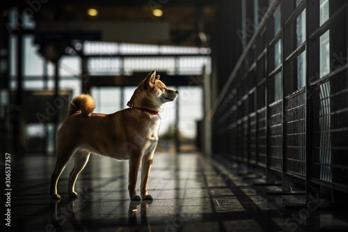 shiba inu a la gare