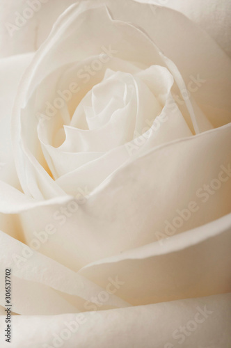 Cuadro en lienzo macro of rose petals like romantic flower abstract macro background