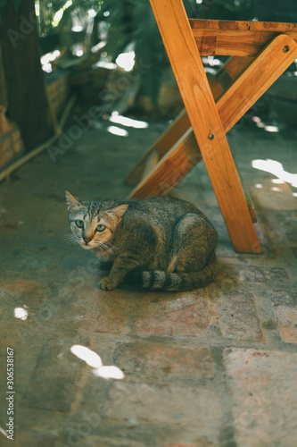 The little cat is sitting by the chair.