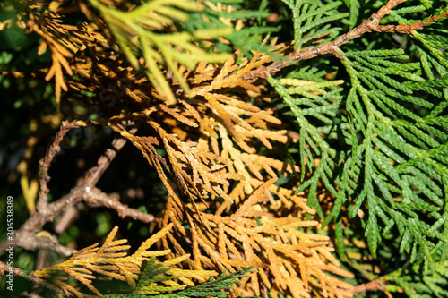 Thuja tree care, removal of dry needles. C are of ornamental plants