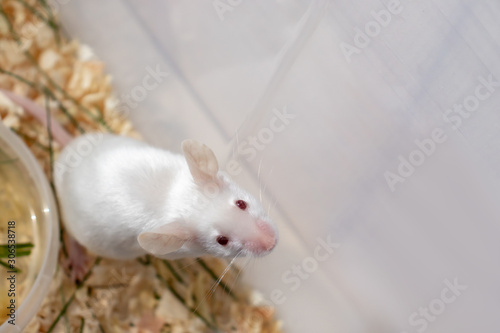 White albino laboratory mouse sitting a plastic box, cute little rodent muzzle close up, pet animal concept with copy space